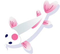 Pink and white koi fish swimming downwards