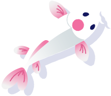 Pink and white koi fish swimming upwards